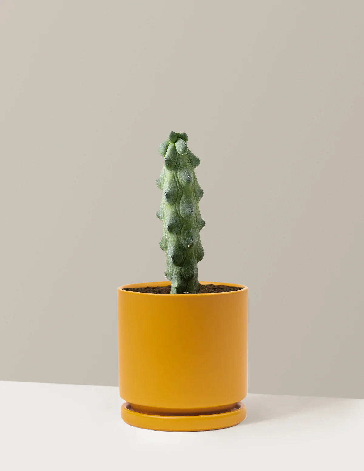 Boobie Cactus - Image 18