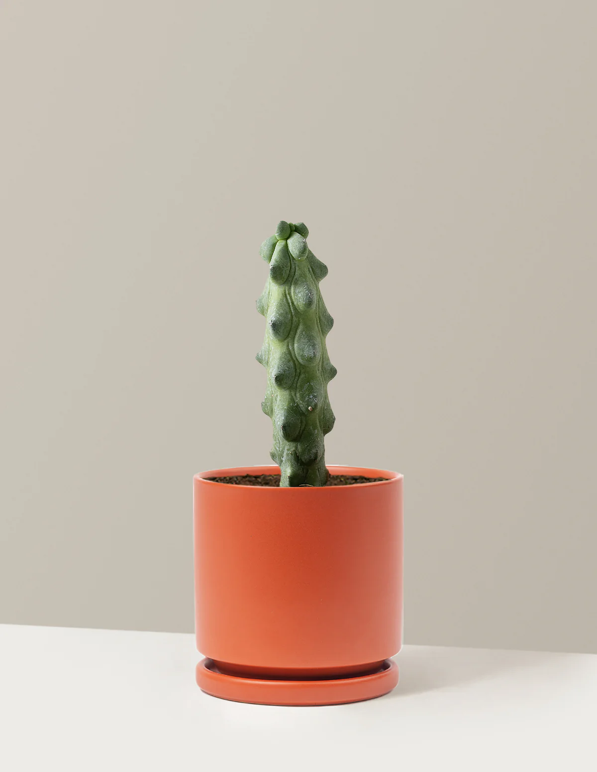 Boobie Cactus - Image 19
