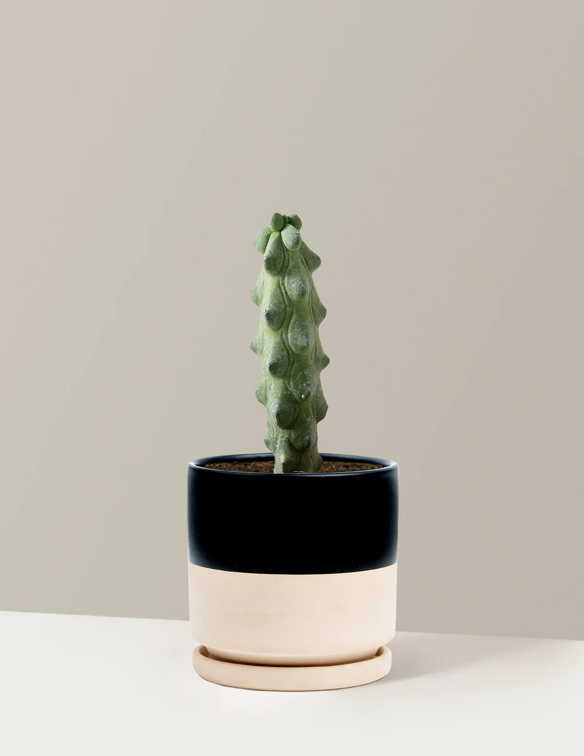 Boobie Cactus - Image 20