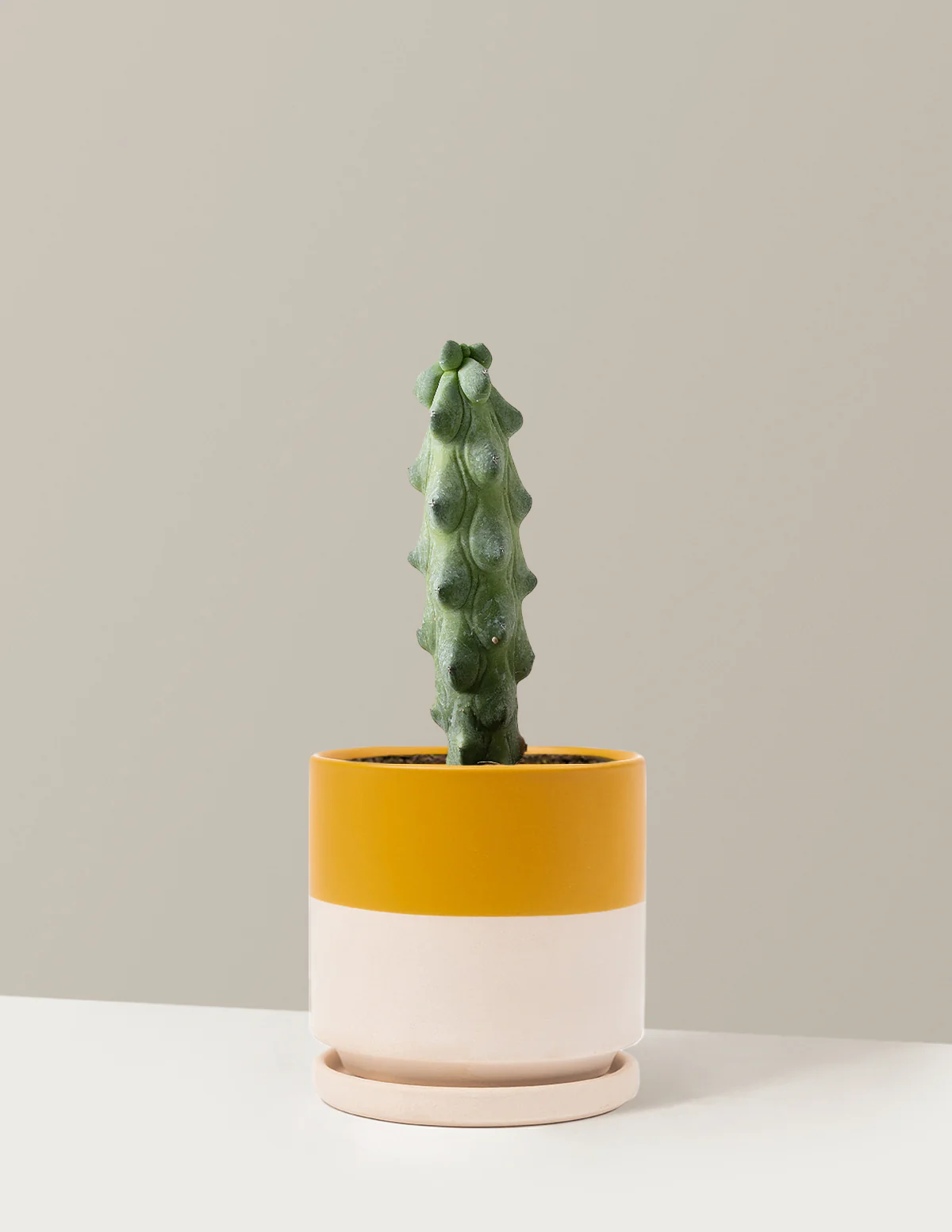 Boobie Cactus - Image 21