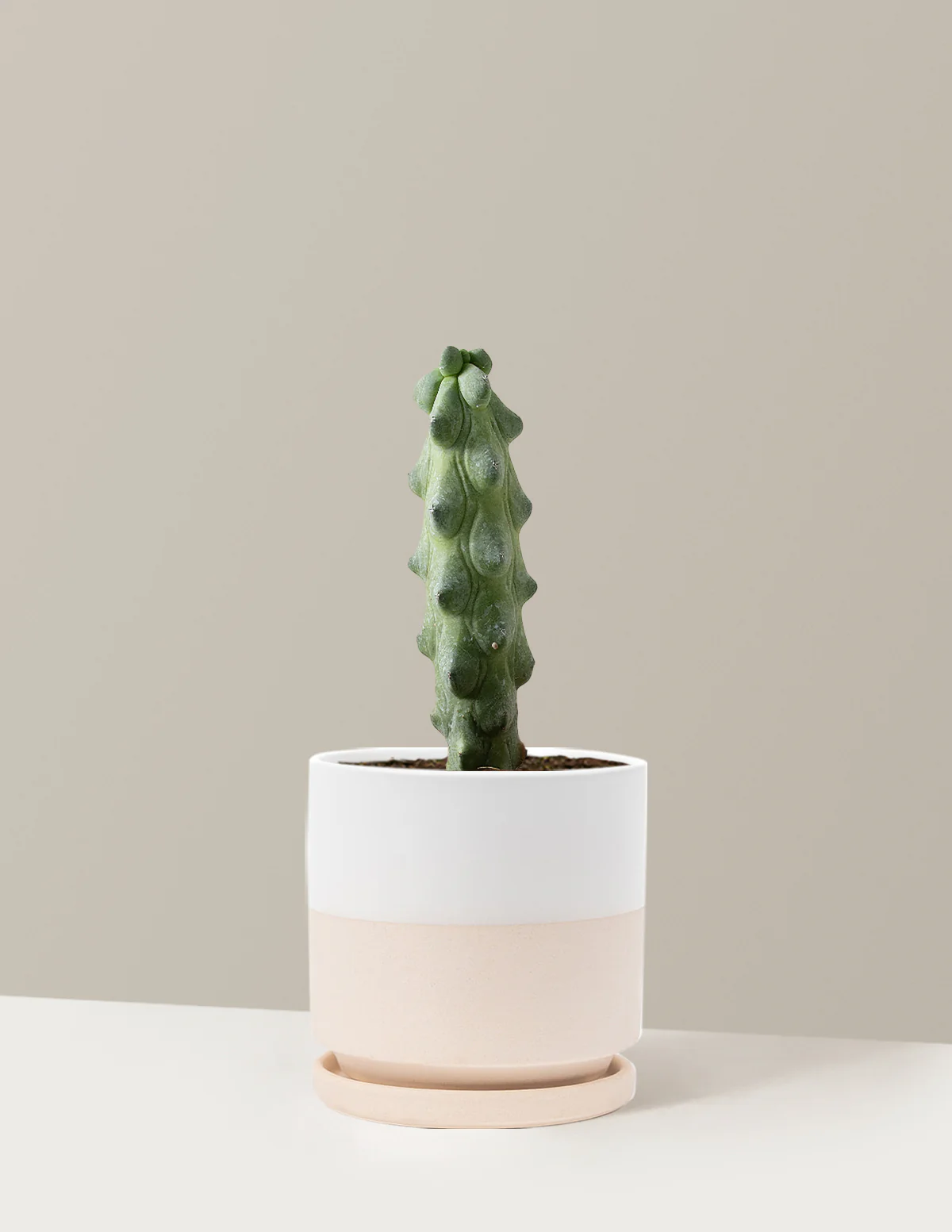 Boobie Cactus - Image 22