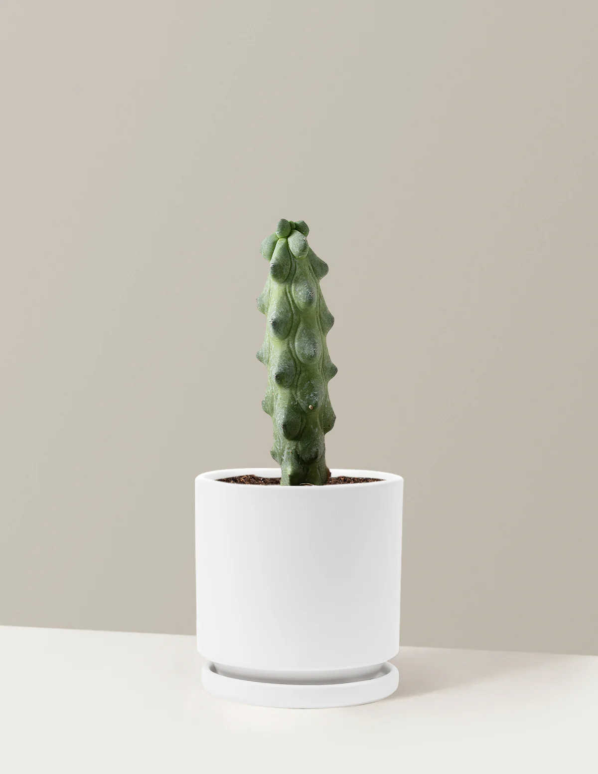 Boobie Cactus - Image 23