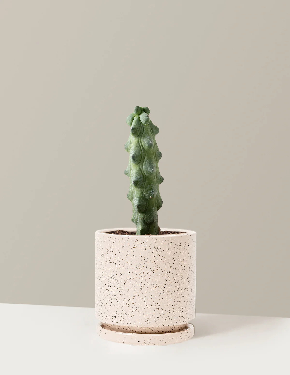 Boobie Cactus - Image 24