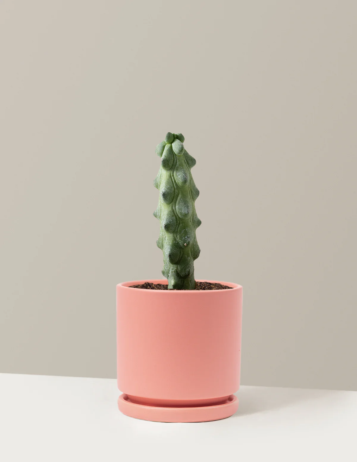 Boobie Cactus - Image 25