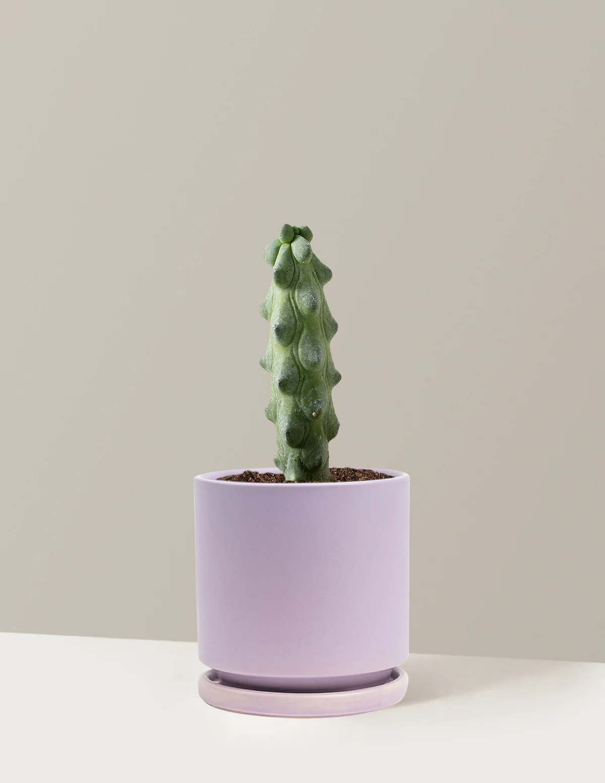 Boobie Cactus - Image 26