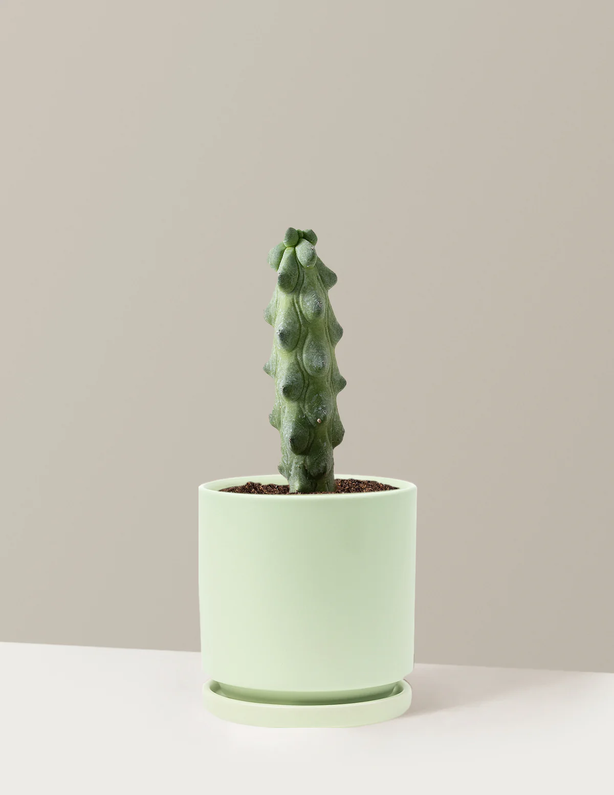 Boobie Cactus - Image 27