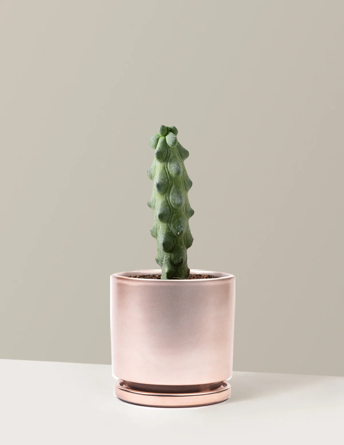 Boobie Cactus - Image 3