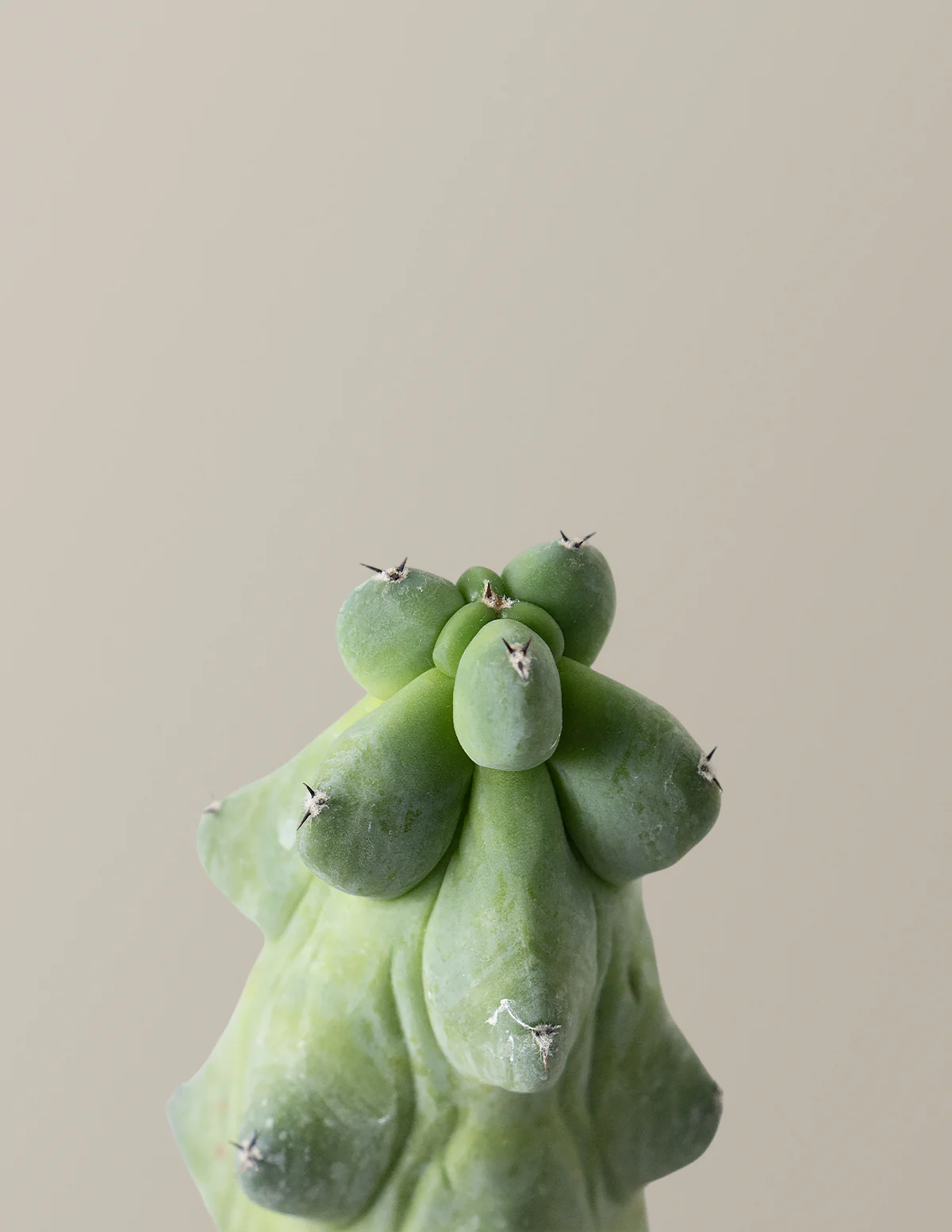 Boobie Cactus - Image 4