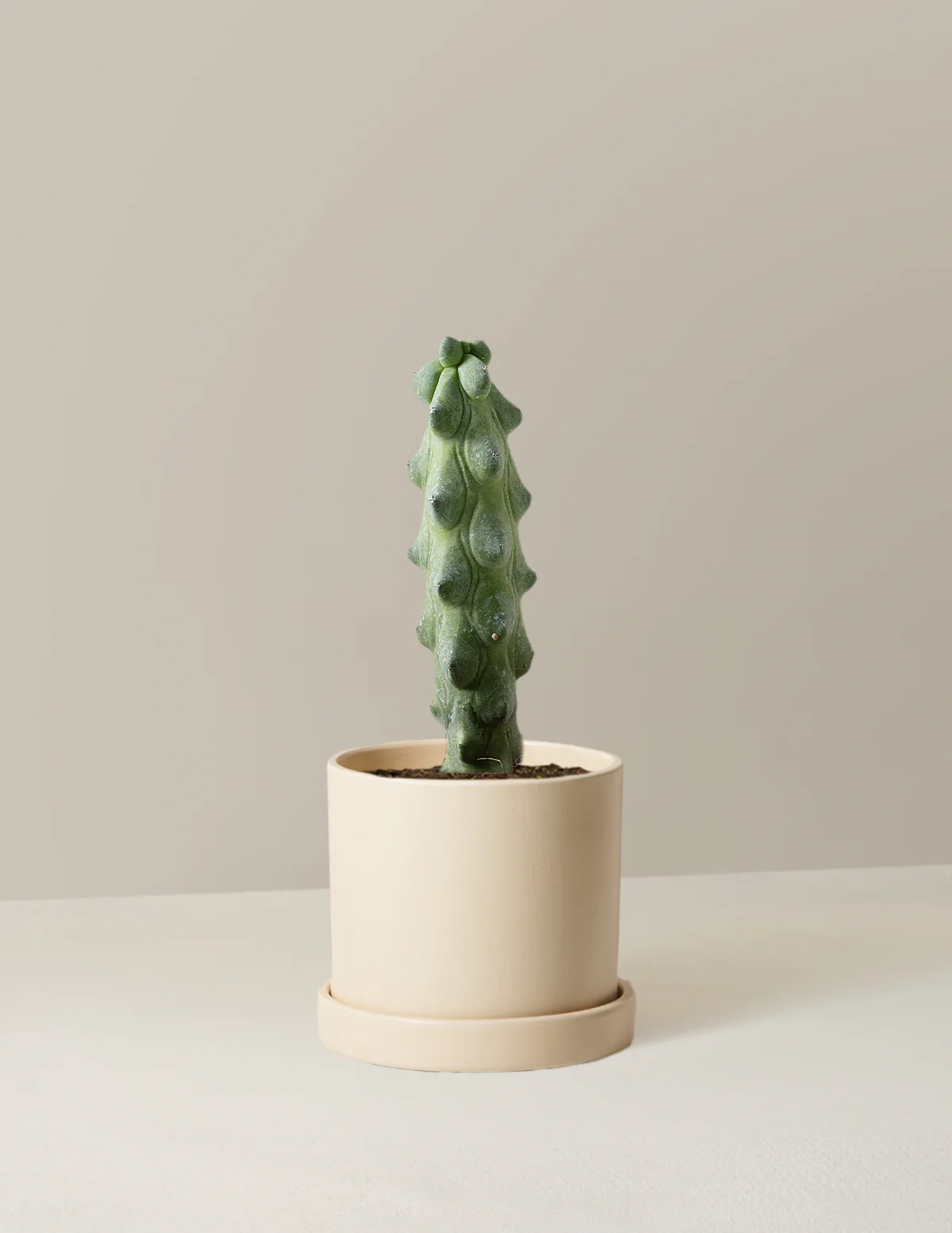 Boobie Cactus - Image 5