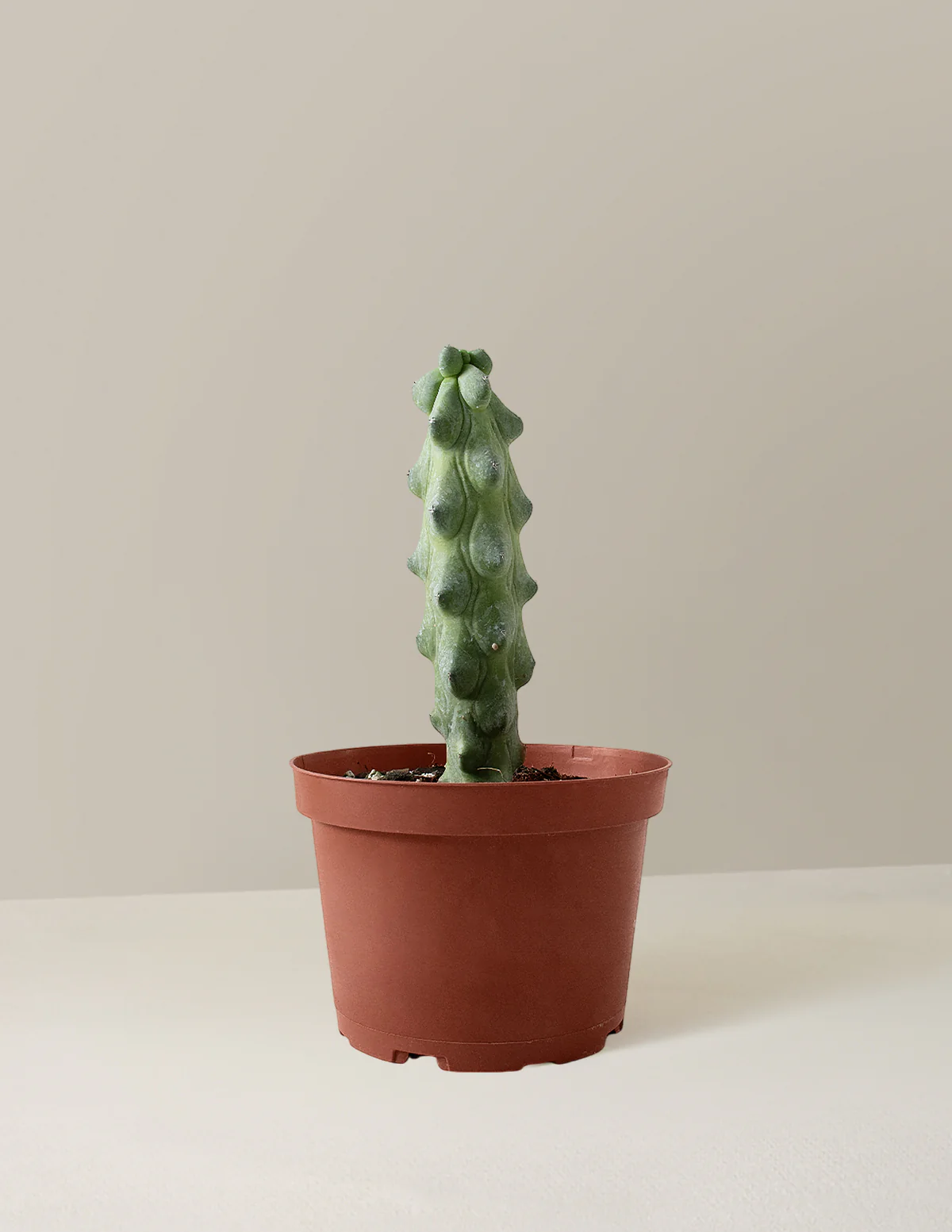 Boobie Cactus - Image 6