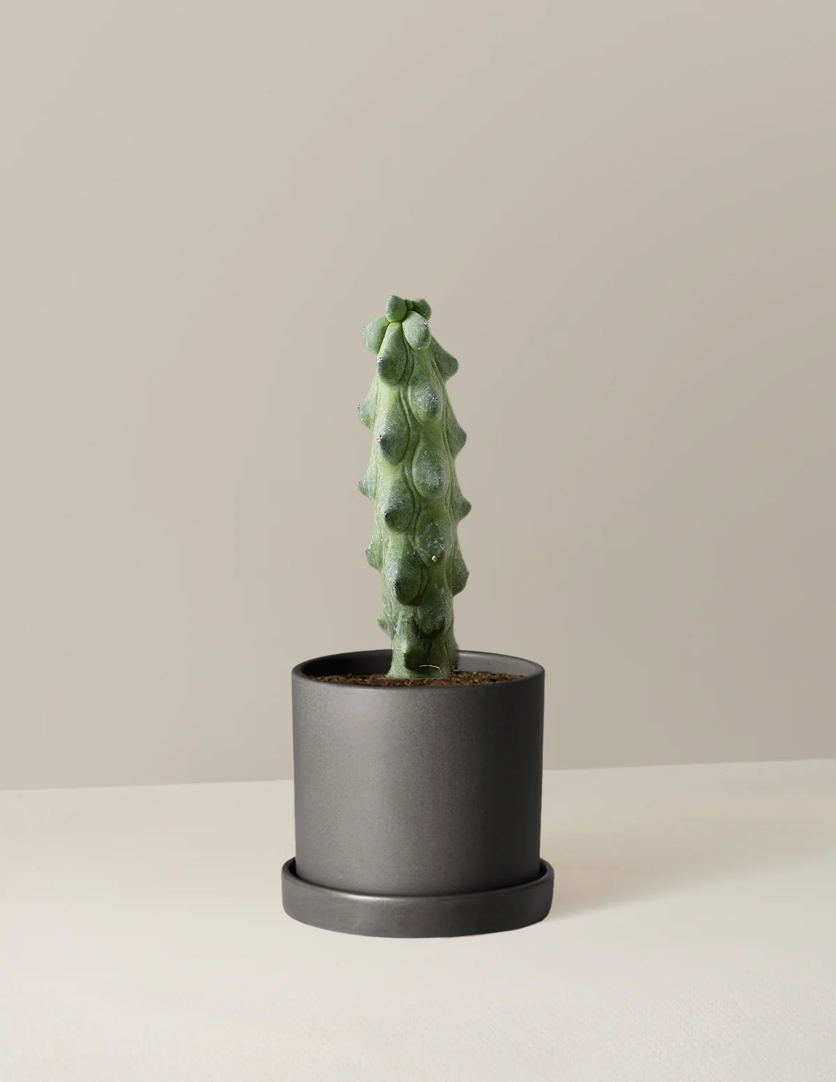Boobie Cactus - Image 7