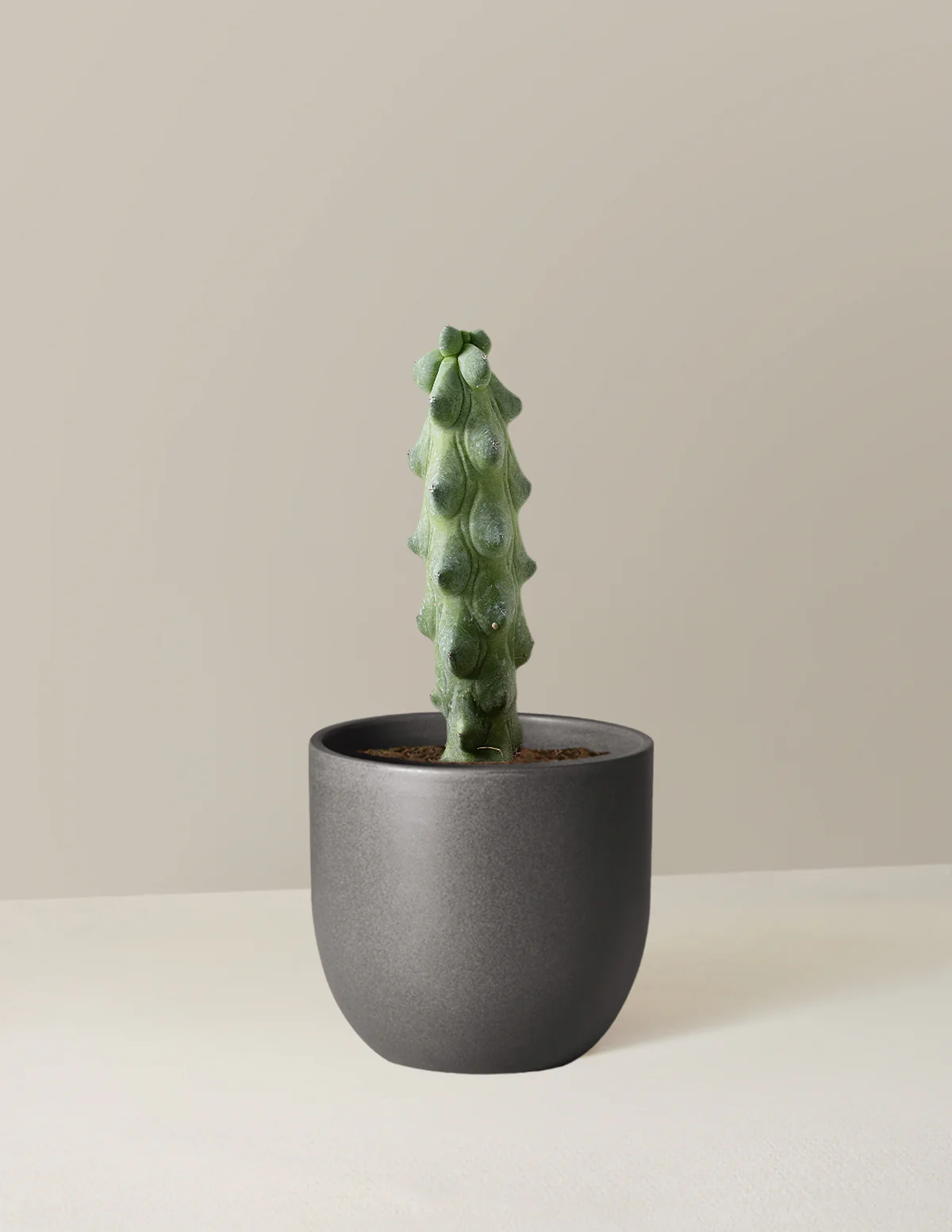 Boobie Cactus - Image 8