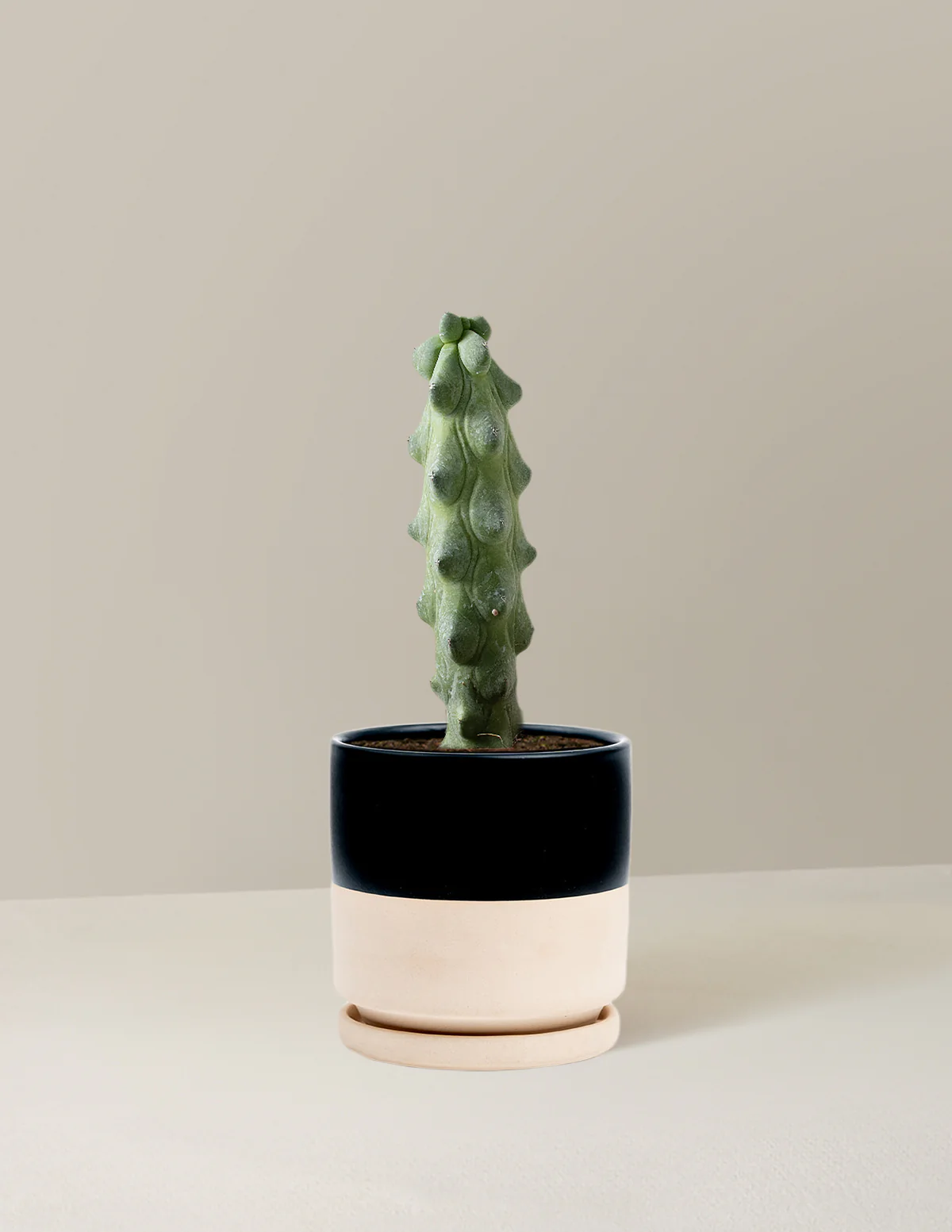 Boobie Cactus - Image 9