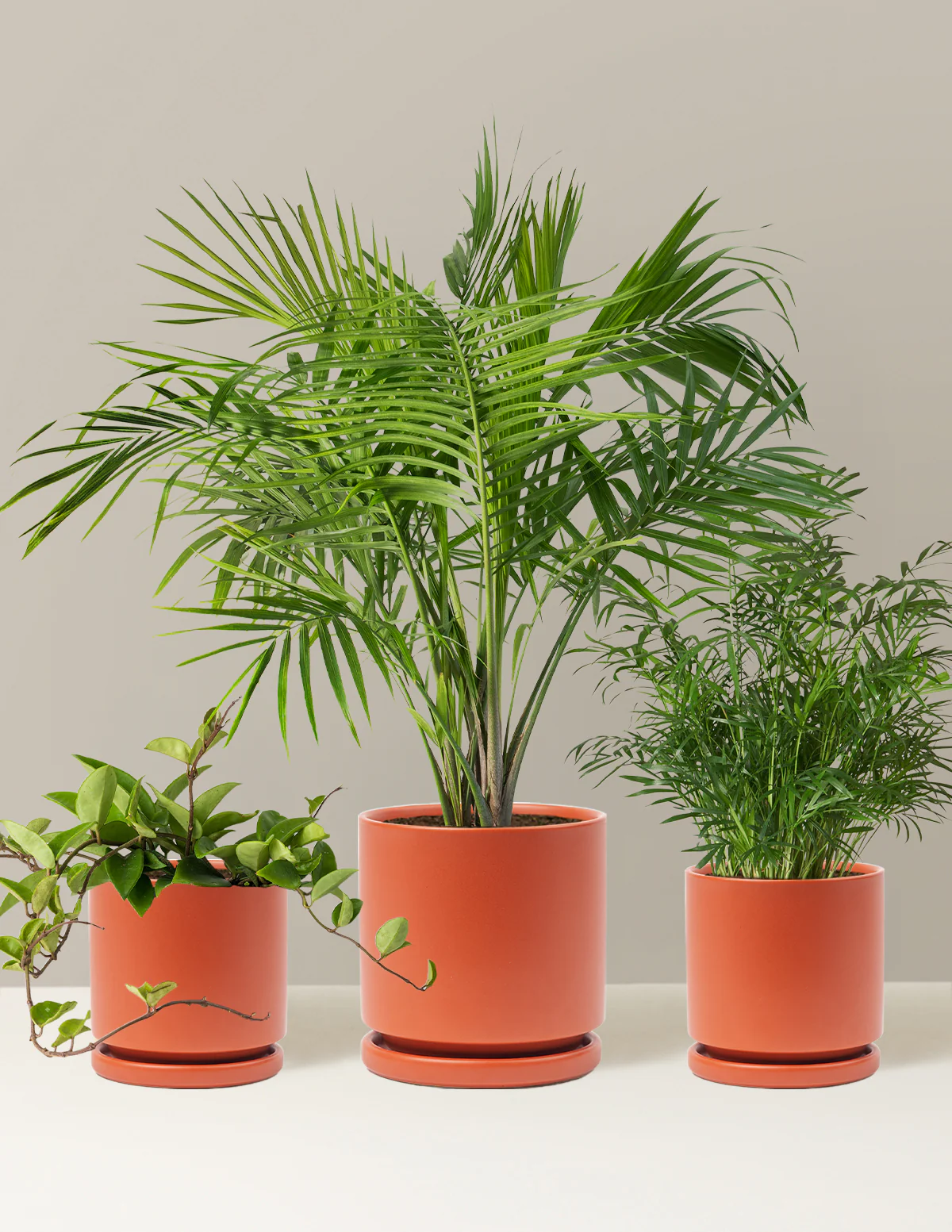 New Digs Pet Friendly Plant Trio - Image 10