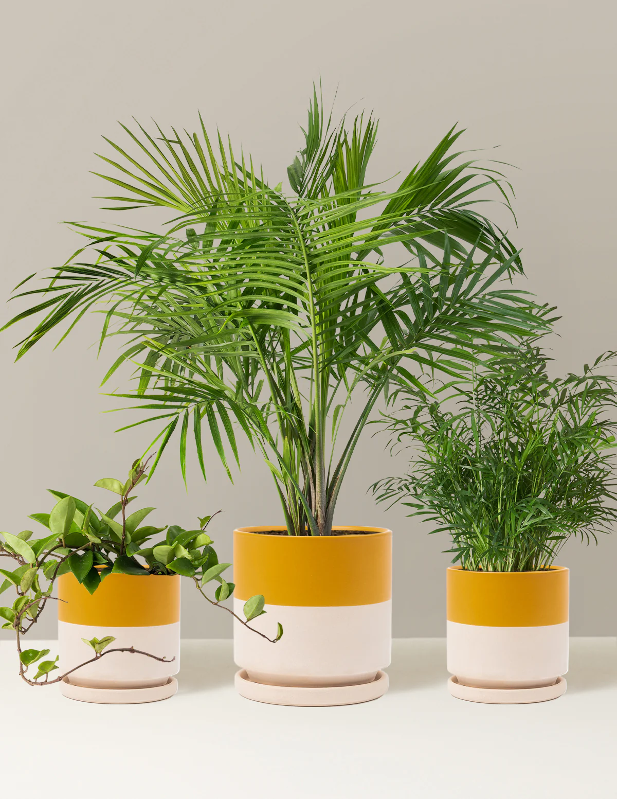 New Digs Pet Friendly Plant Trio - Image 12