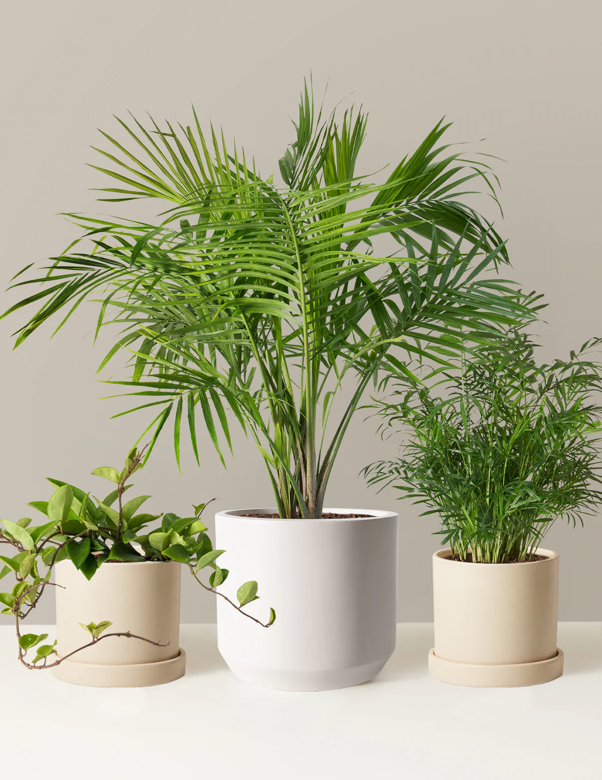 New Digs Pet Friendly Plant Trio - Image 14