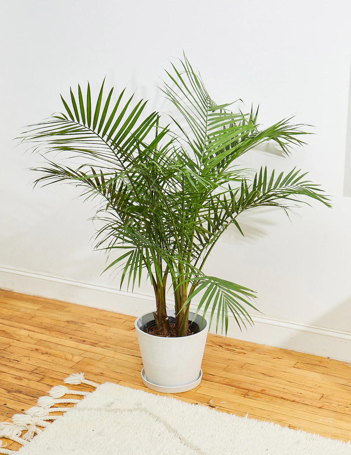 New Digs Pet Friendly Plant Trio - Image 5