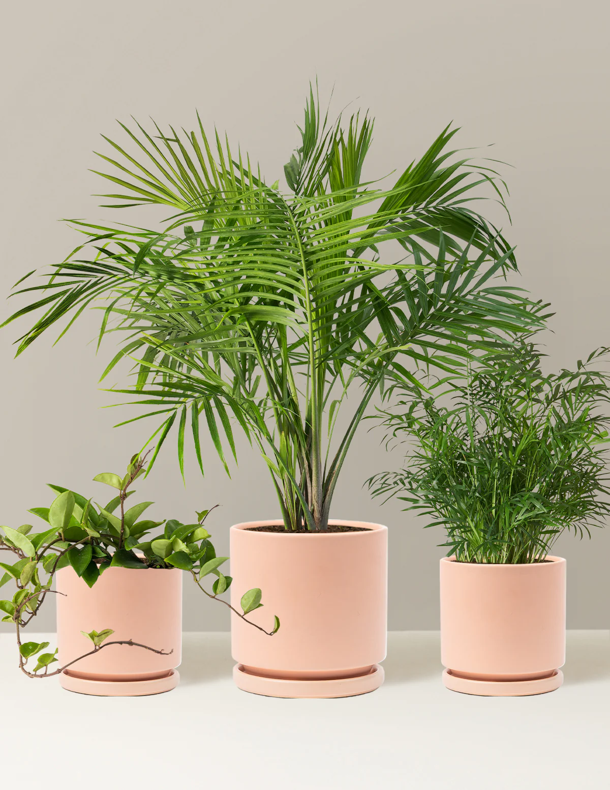 New Digs Pet Friendly Plant Trio - Image 8