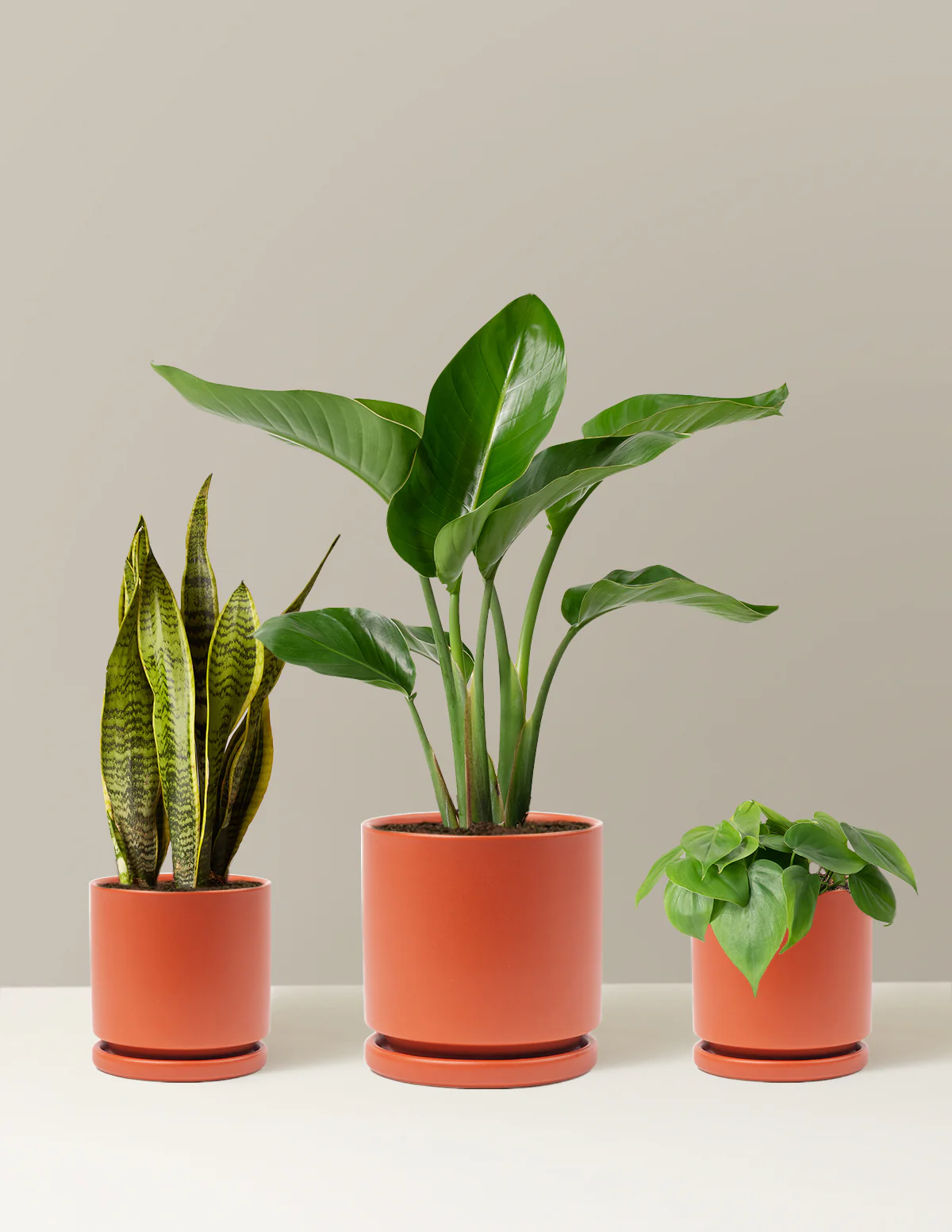 New Digs Plant Trio - Image 13