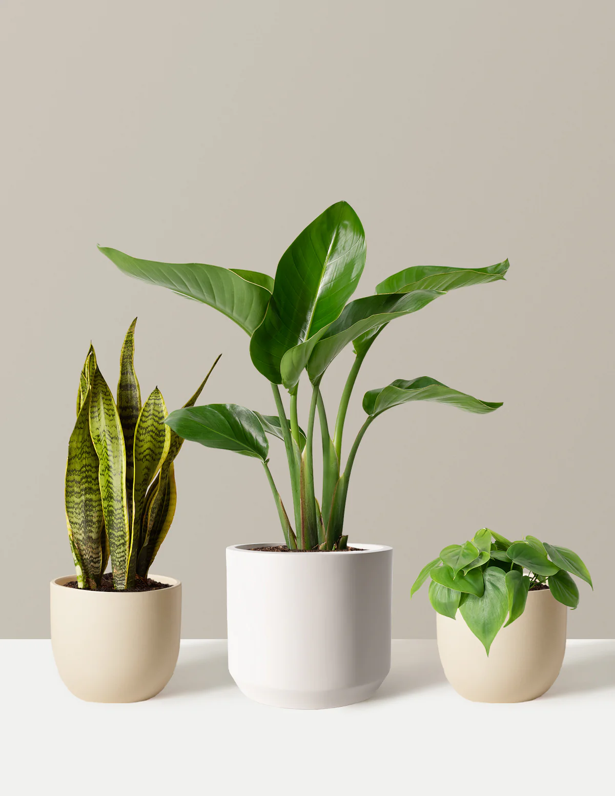 New Digs Plant Trio - Image 5