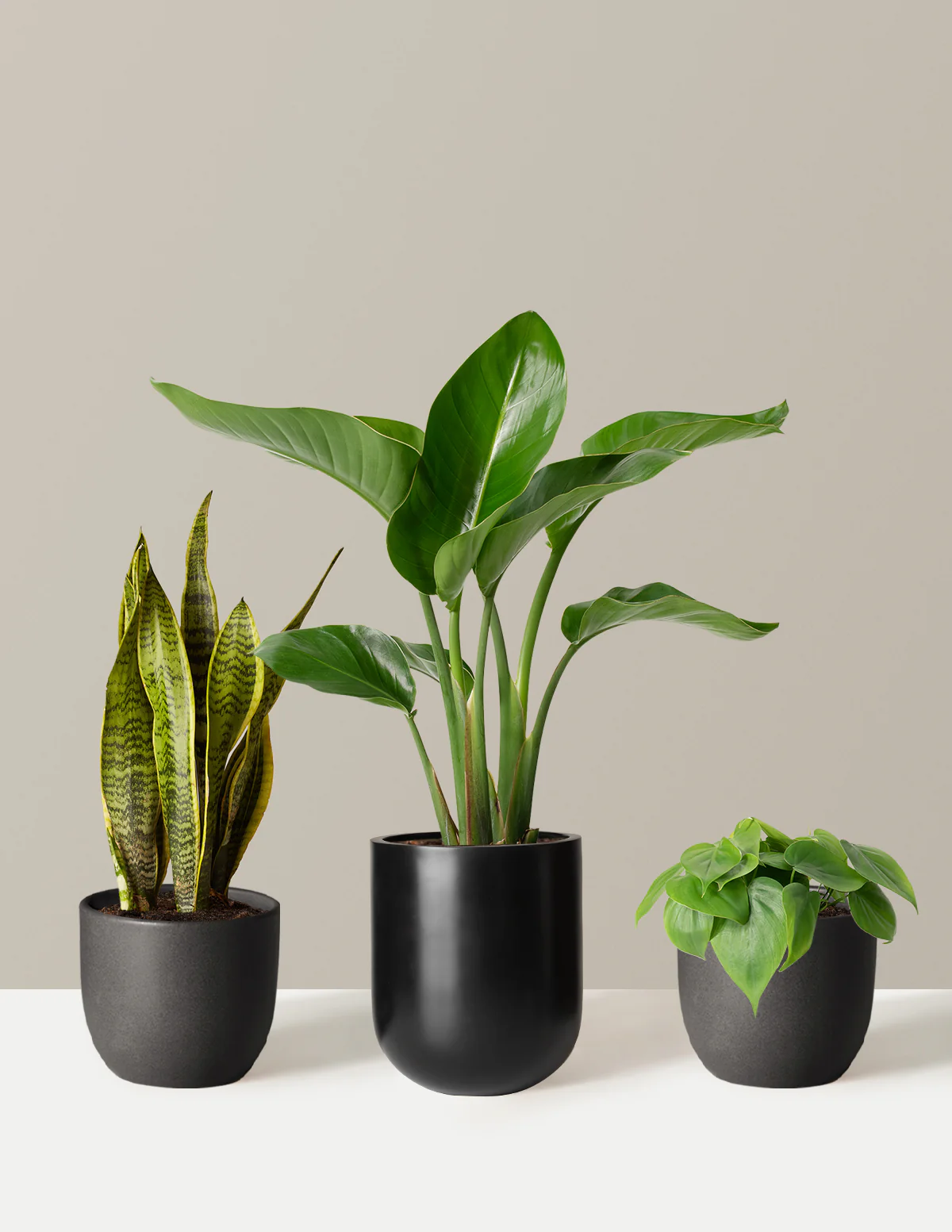 New Digs Plant Trio - Image 7