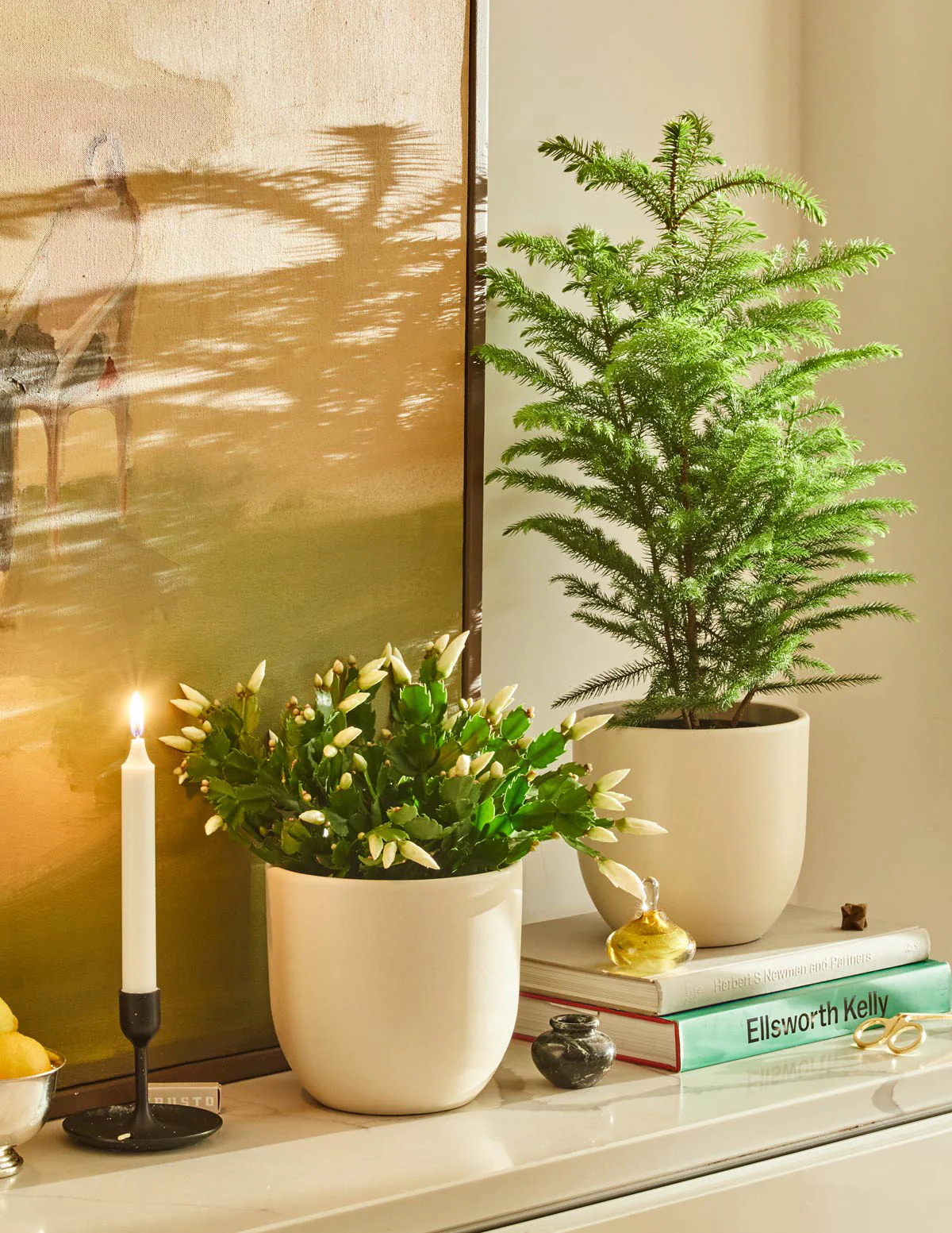 Norfolk Island Pine - Image 10