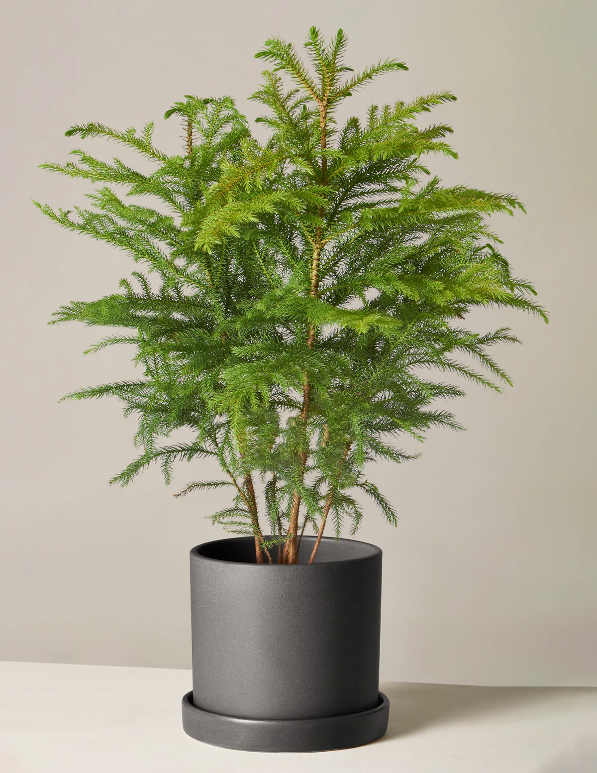 Norfolk Island Pine - Image 11