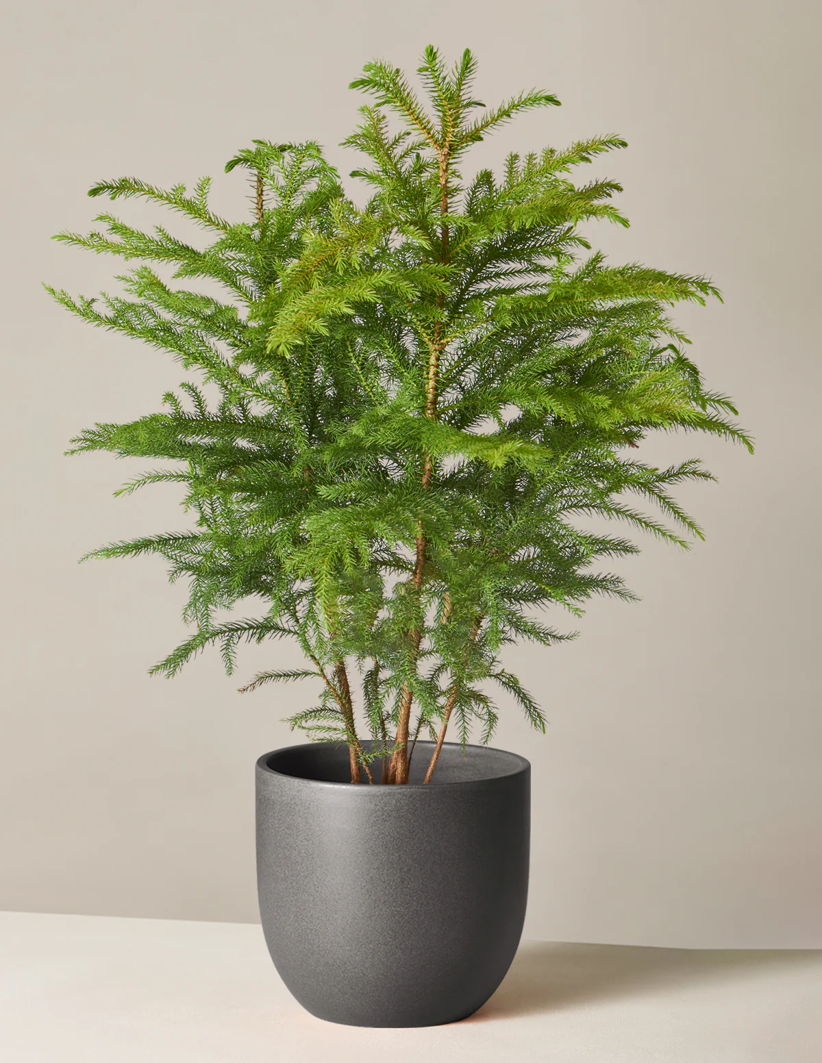 Norfolk Island Pine - Image 12