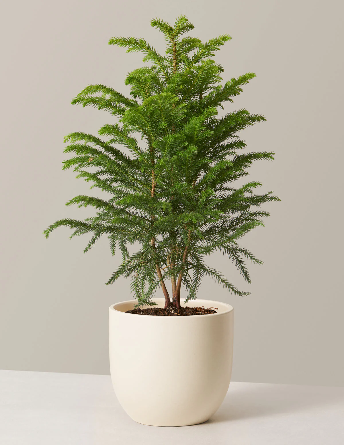 Norfolk Island Pine - Image 13
