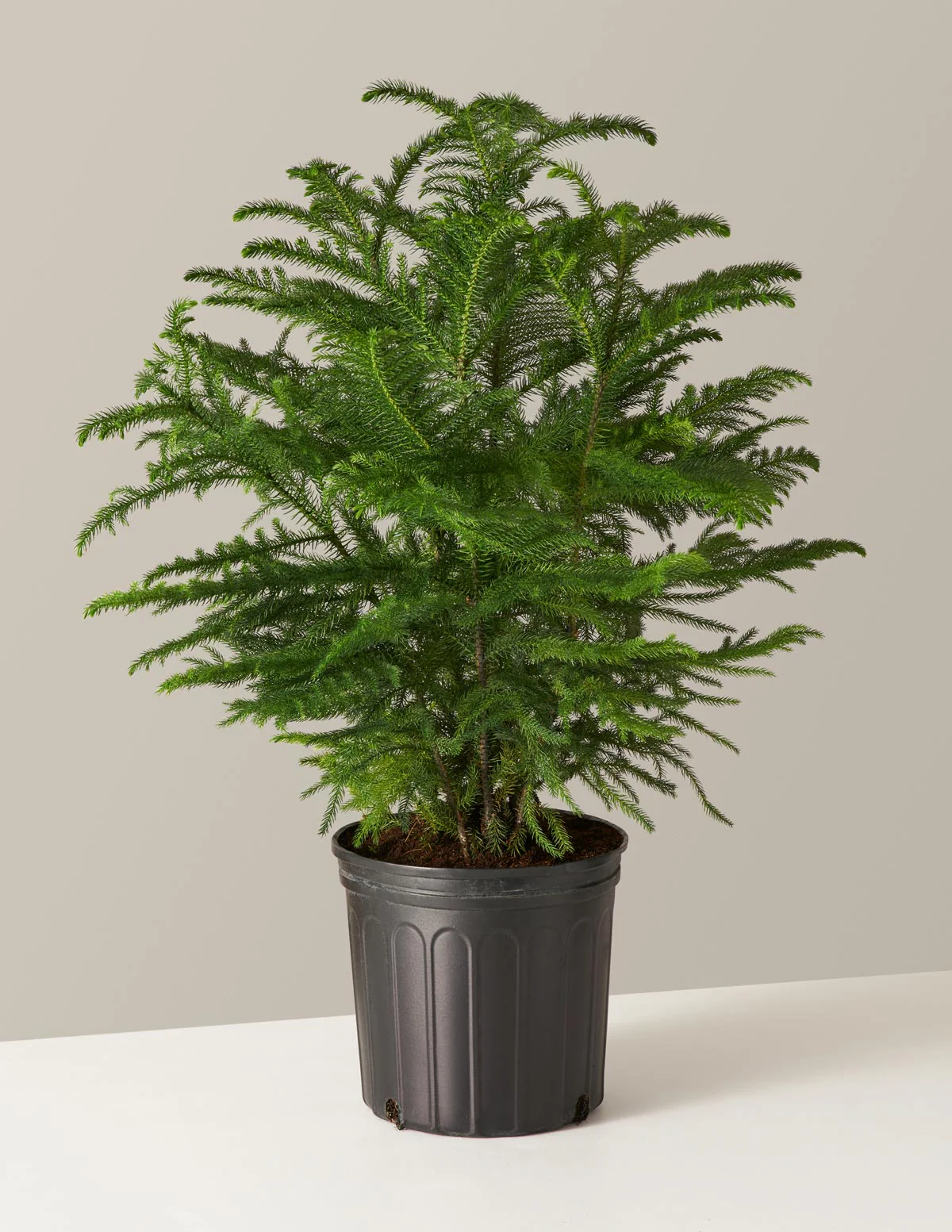 Norfolk Island Pine - Image 14