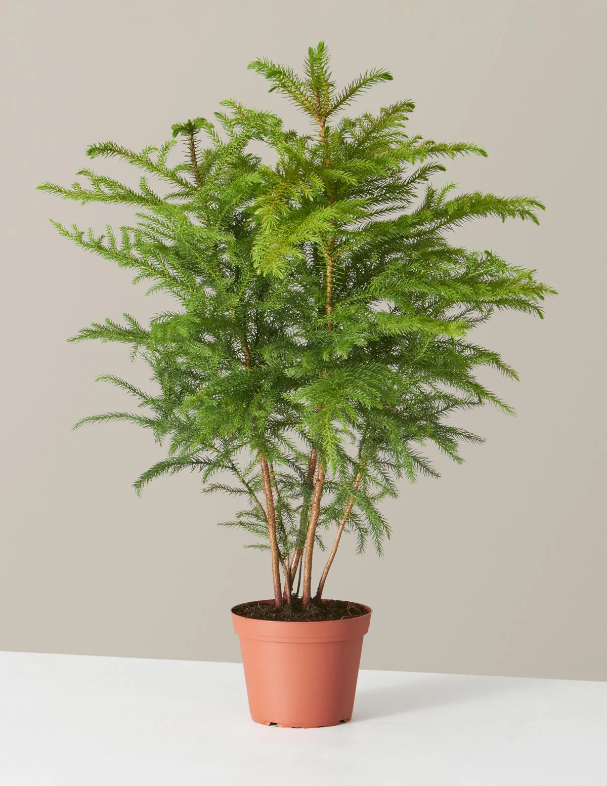 Norfolk Island Pine - Image 15