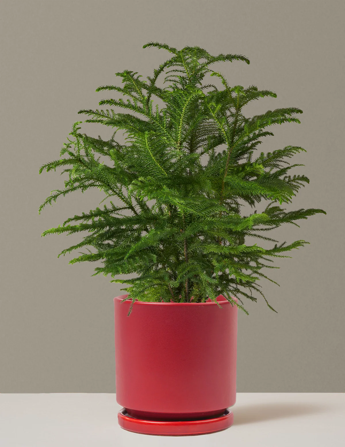Norfolk Island Pine - Image 16