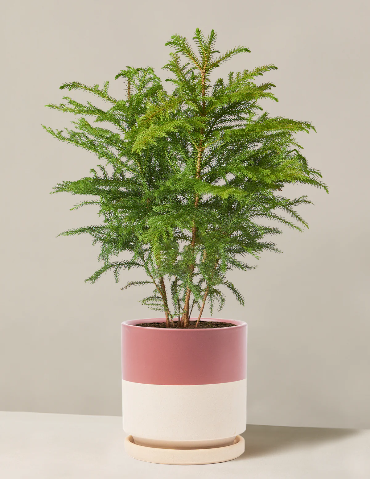 Norfolk Island Pine - Image 17