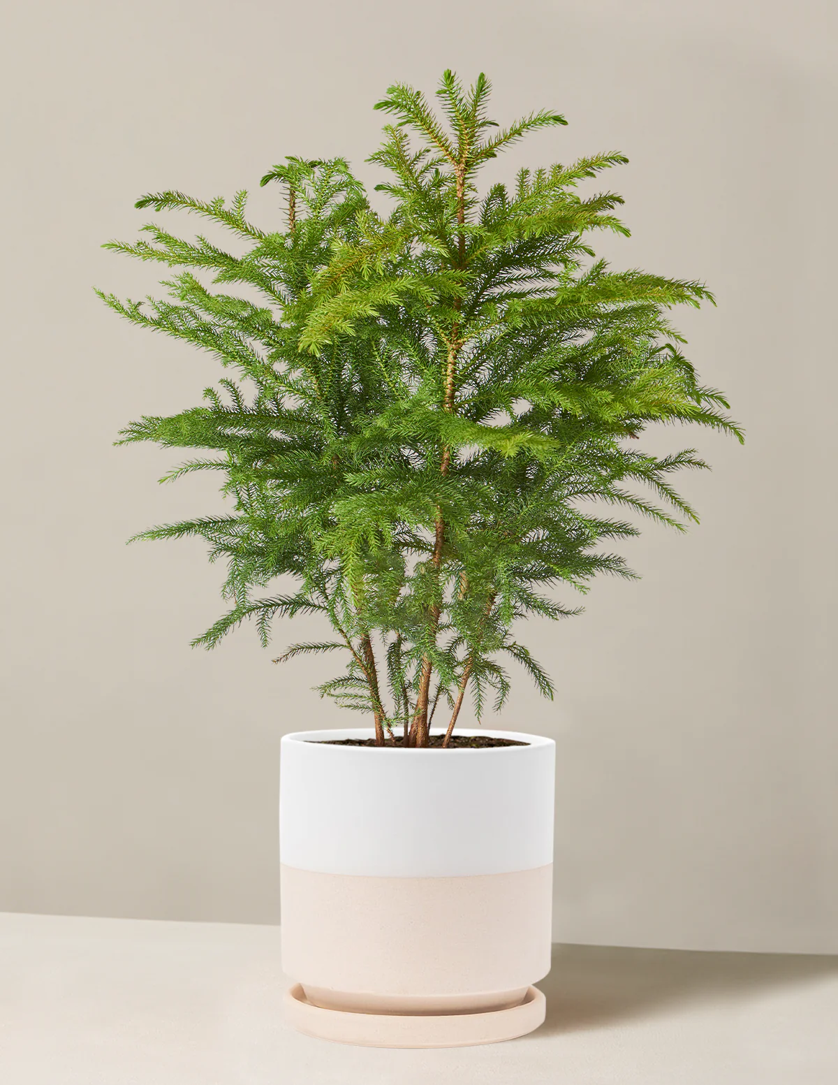 Norfolk Island Pine - Image 18