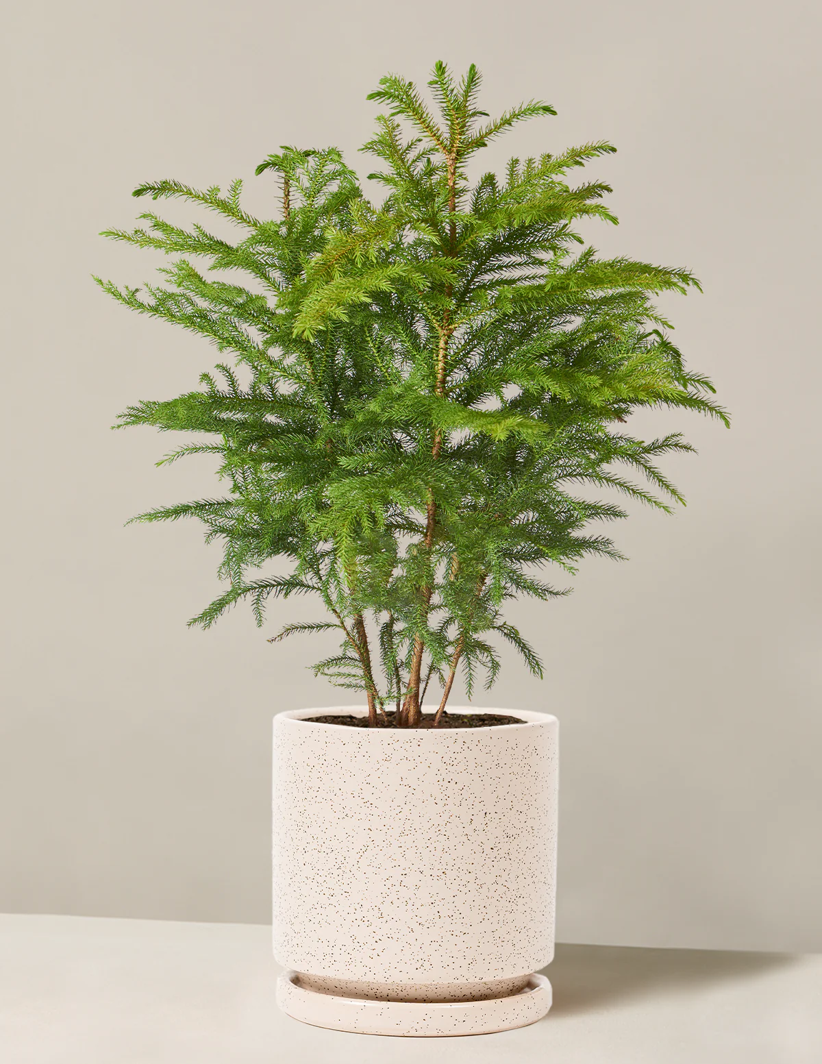Norfolk Island Pine - Image 19