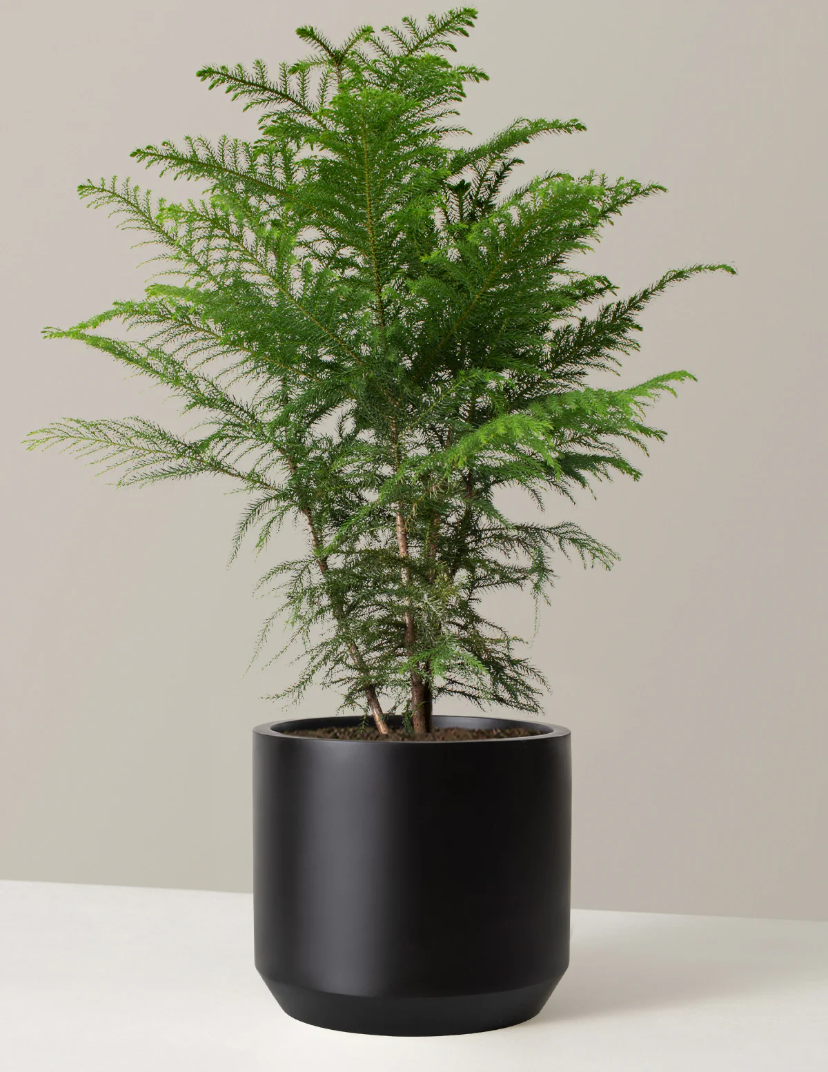 Norfolk Island Pine - Image 20