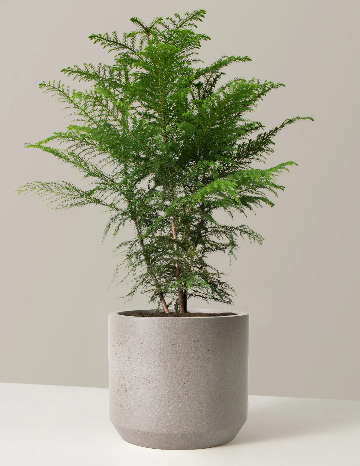 Norfolk Island Pine - Image 21