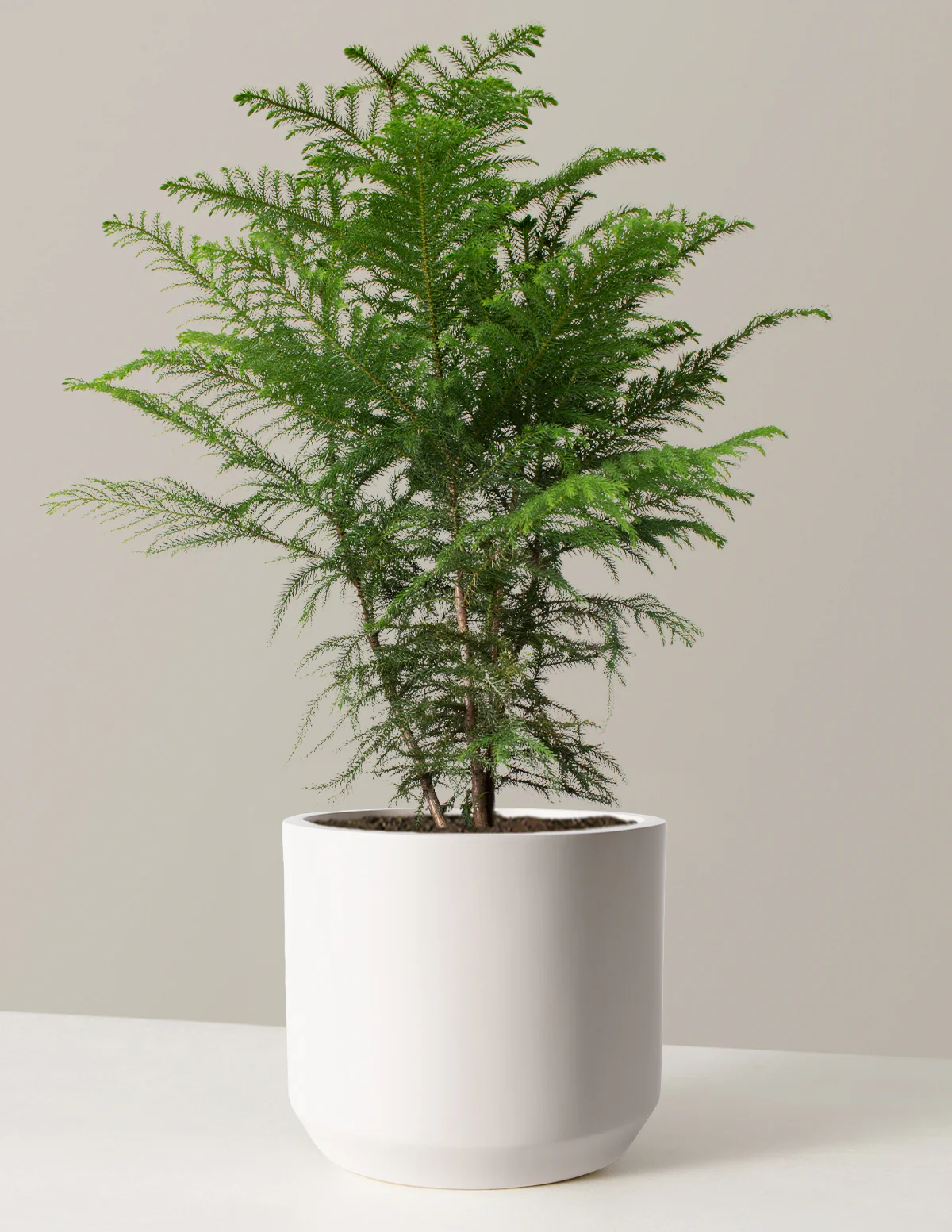 Norfolk Island Pine - Image 22