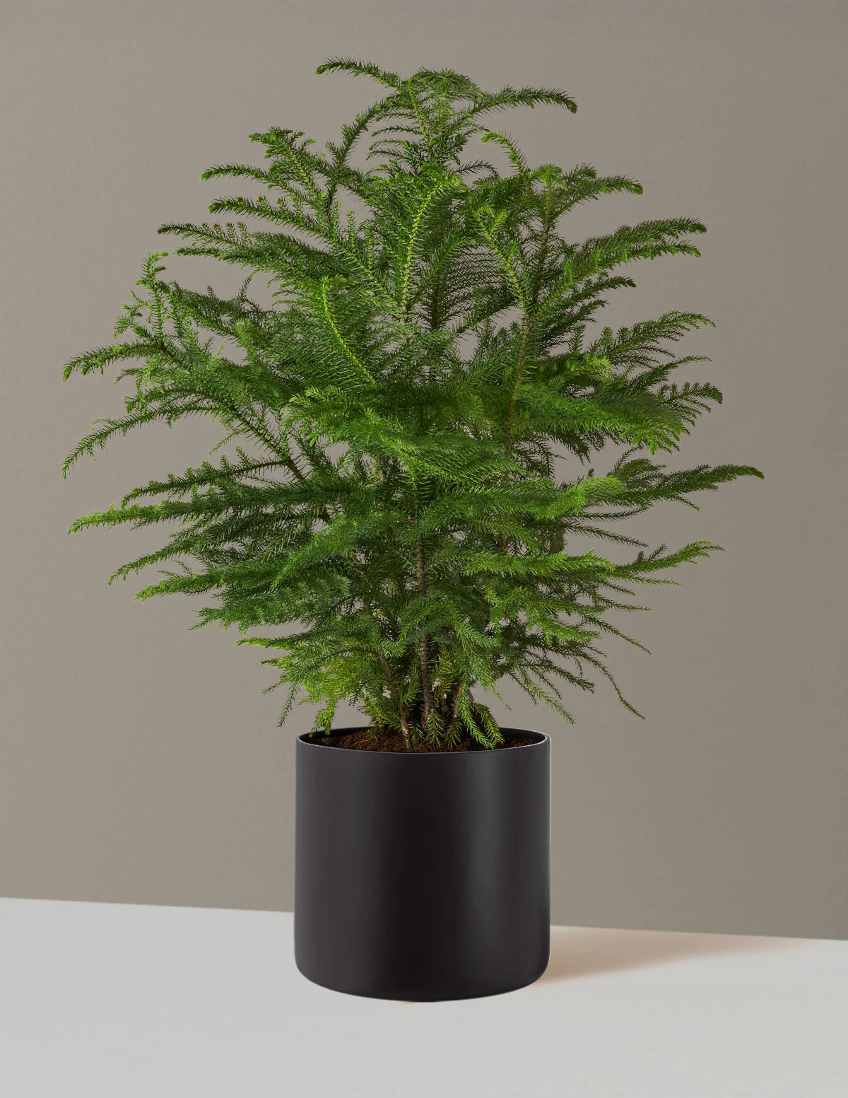 Norfolk Island Pine - Image 23
