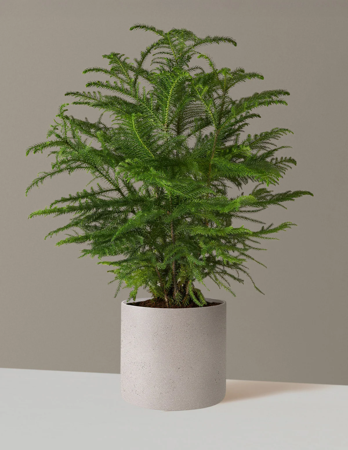Norfolk Island Pine - Image 24