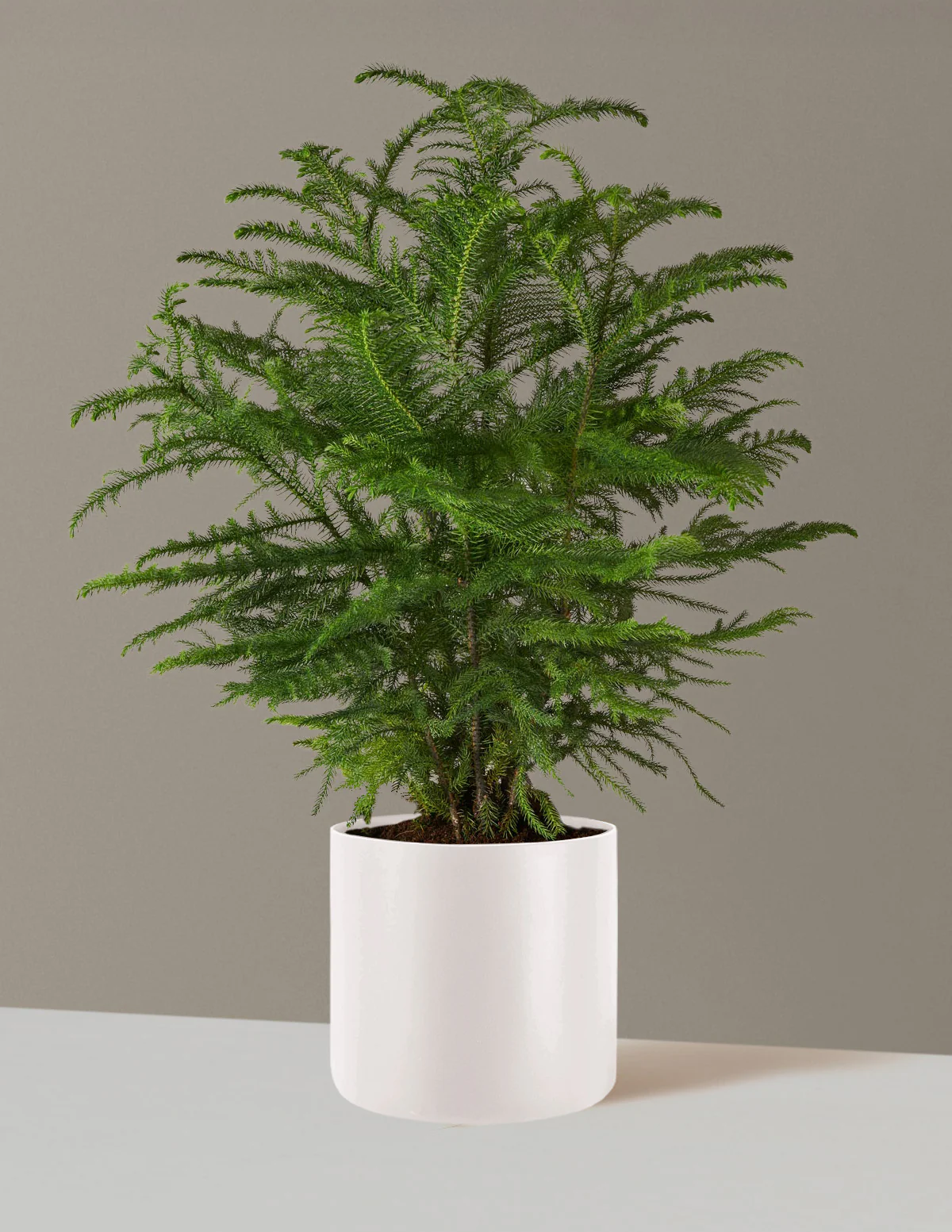 Norfolk Island Pine - Image 25