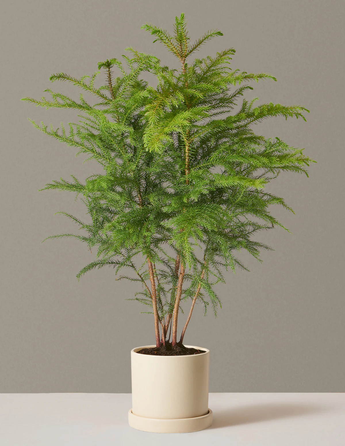 Norfolk Island Pine - Image 26