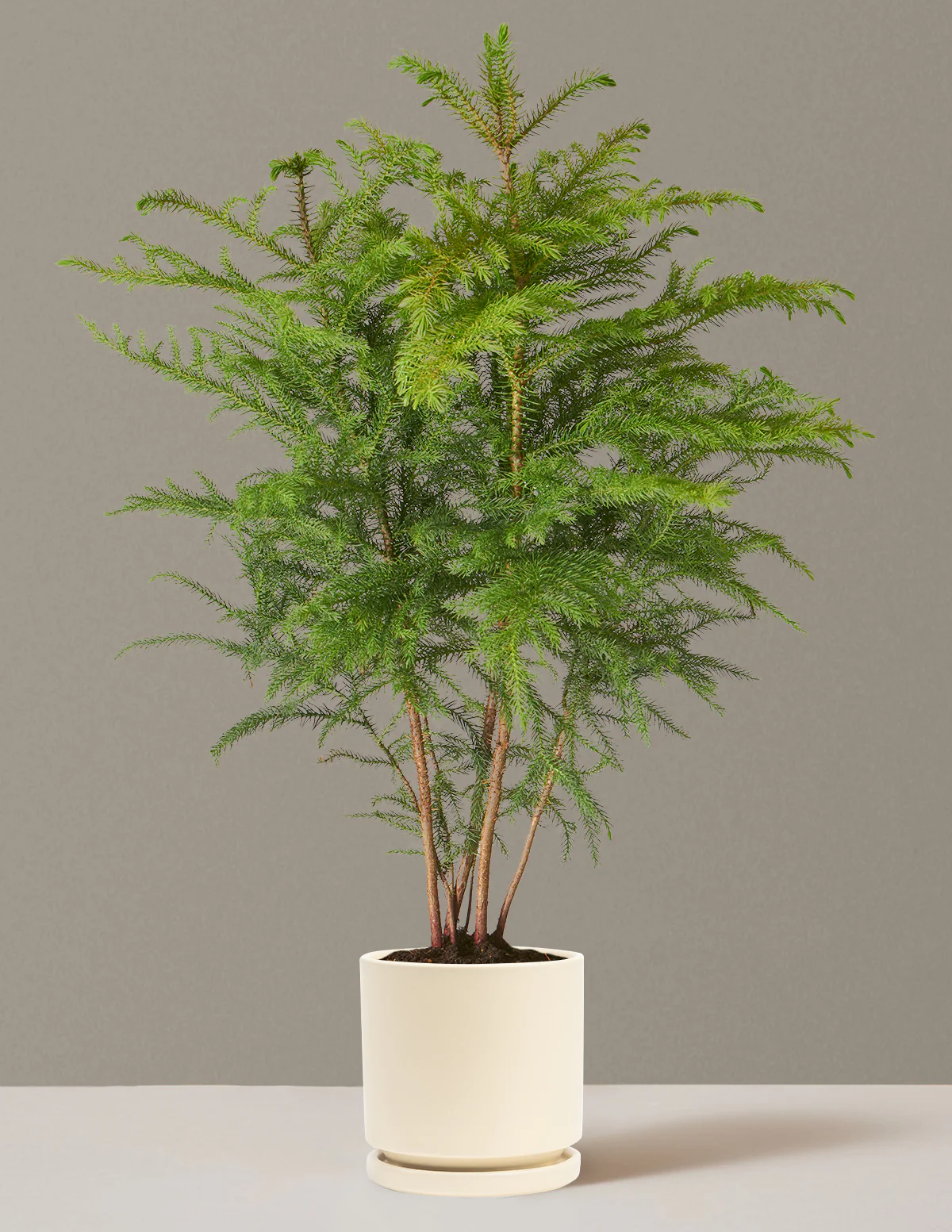 Norfolk Island Pine - Image 27