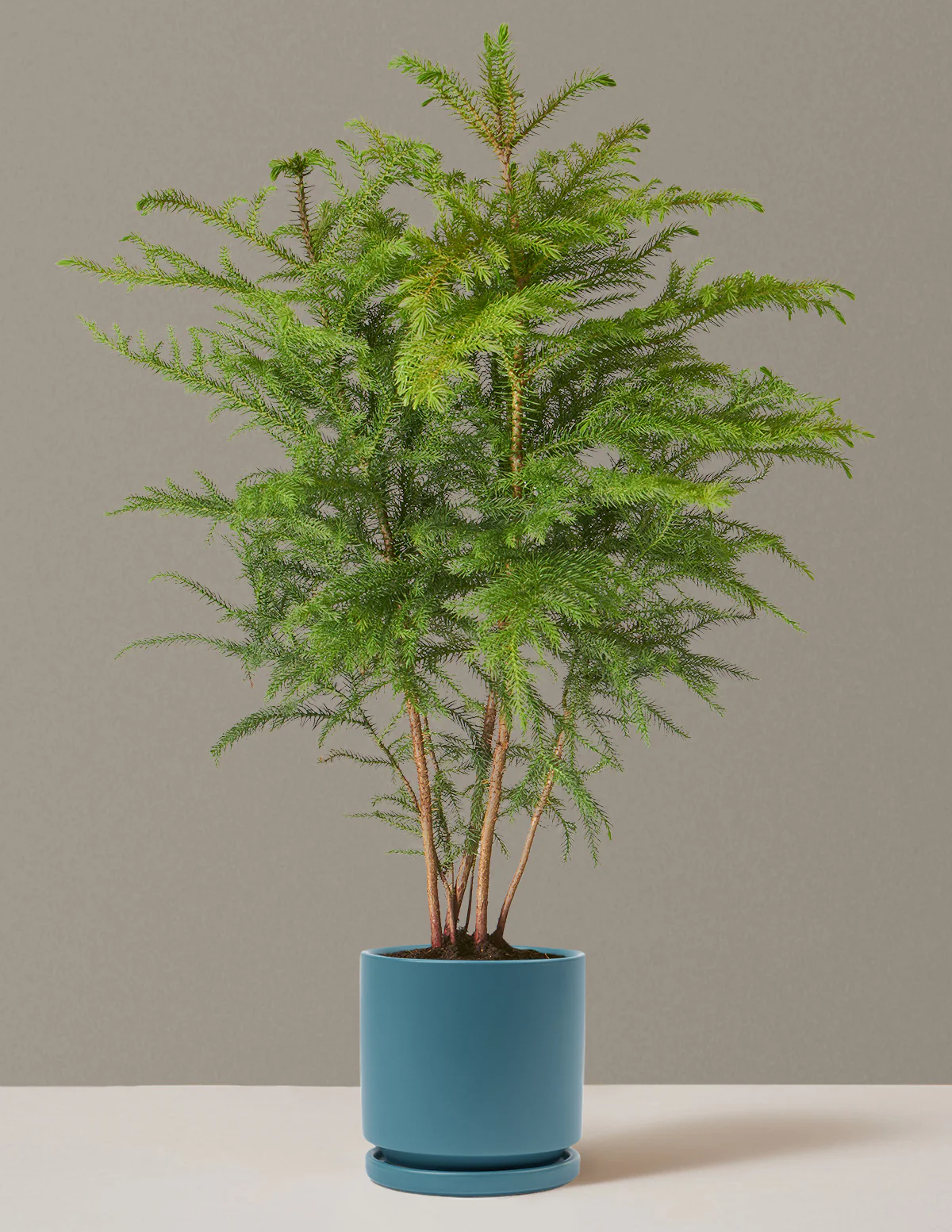 Norfolk Island Pine - Image 28