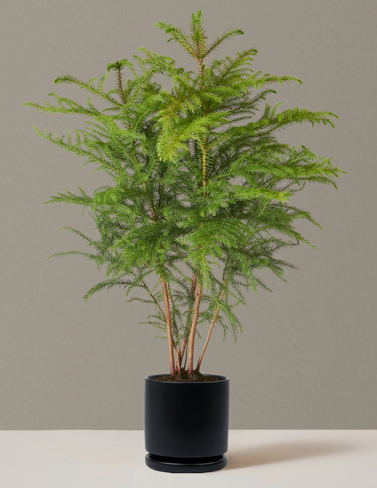 Norfolk Island Pine - Image 29