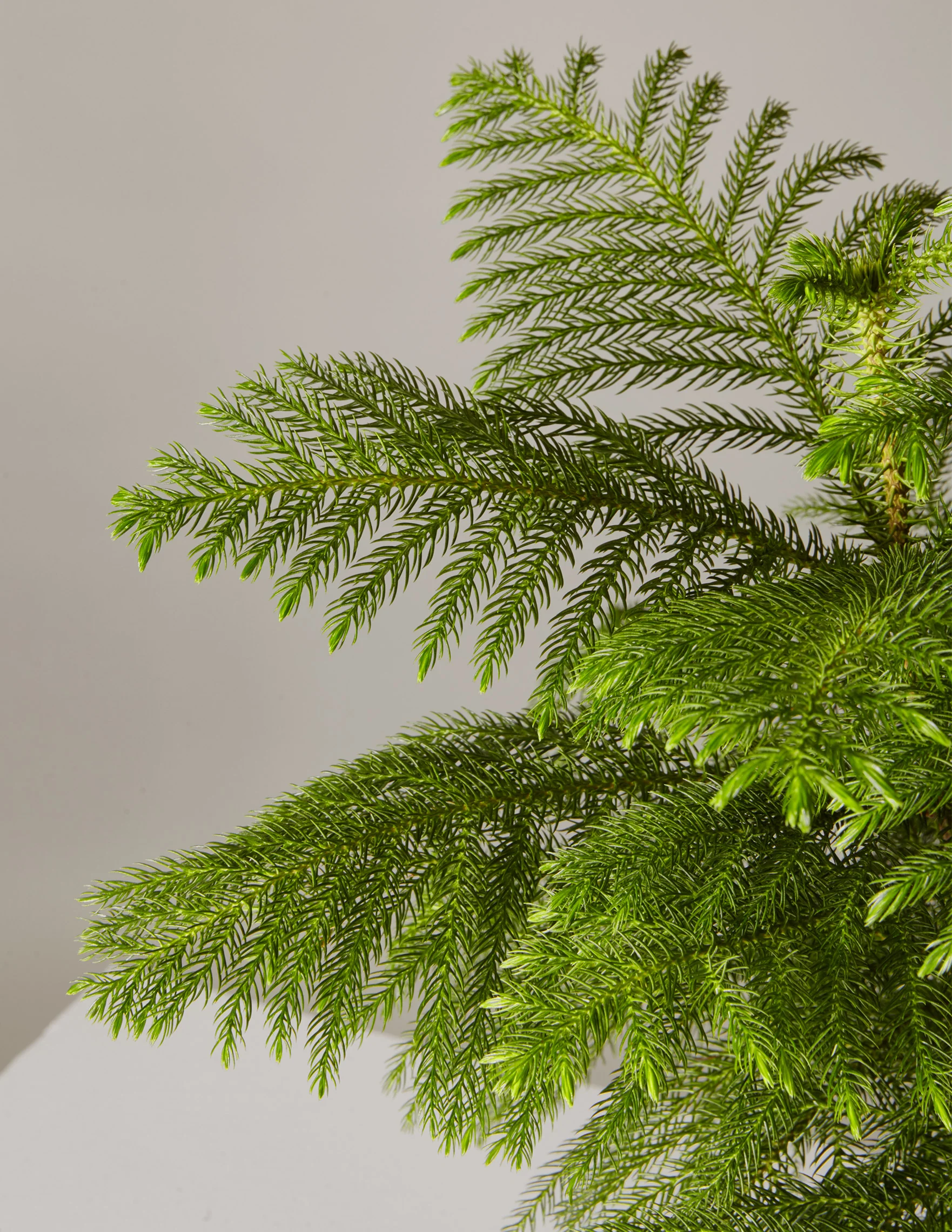 Norfolk Island Pine - Image 3
