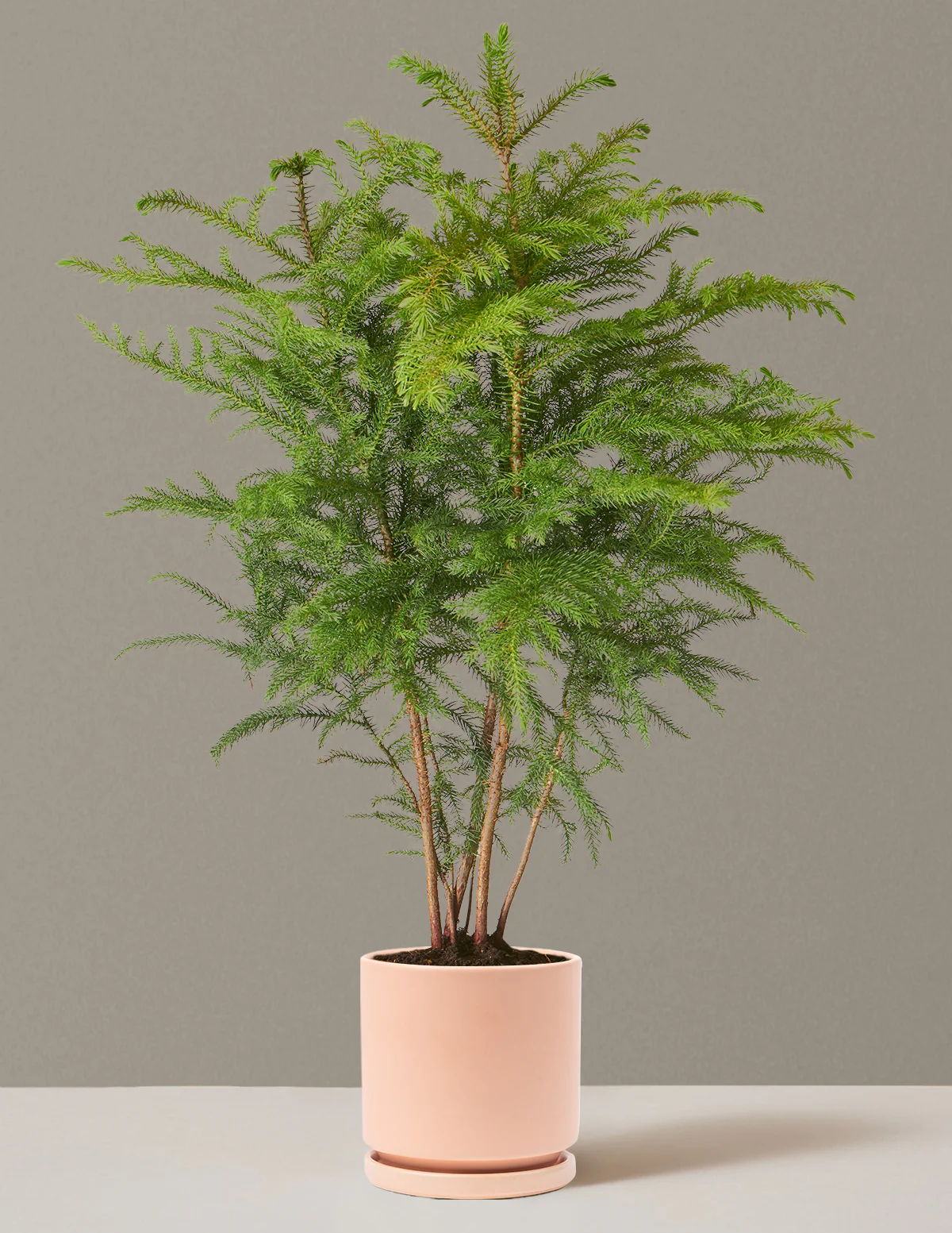 Norfolk Island Pine - Image 30