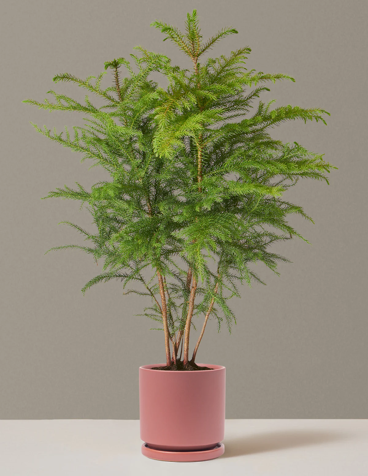 Norfolk Island Pine - Image 31