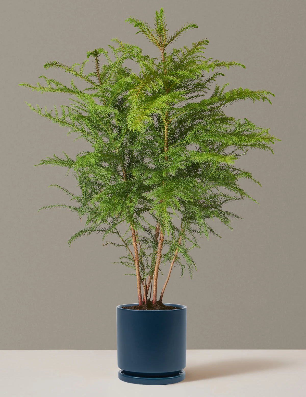 Norfolk Island Pine - Image 32