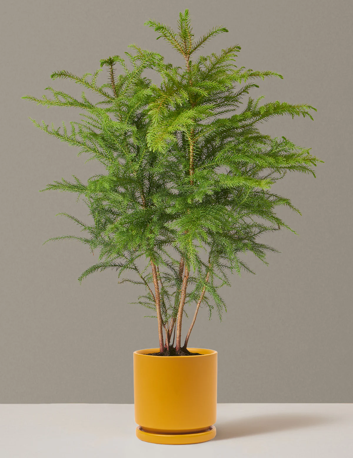 Norfolk Island Pine - Image 33